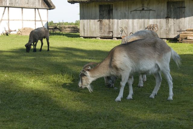 Kluki
